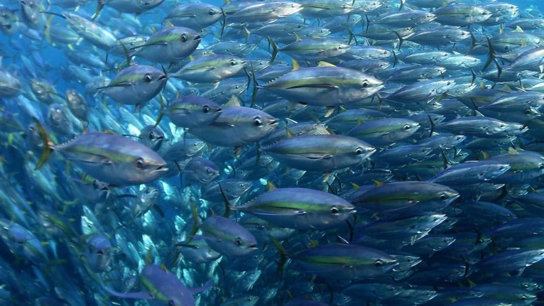 Hawaii Tuna Fishing Industry Made More Money After Marine Sanctuaries Were Enlarged