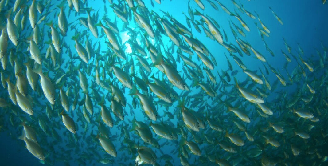 US Lawmakers Introduce Legislation To Curtail Illegal Fishing (Image credit: Oceana/Eduardo Sorensen)
