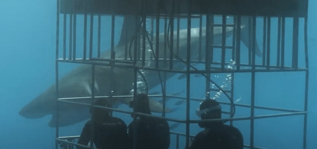 Nautilus Liveaboards Introduces New Shark Cages