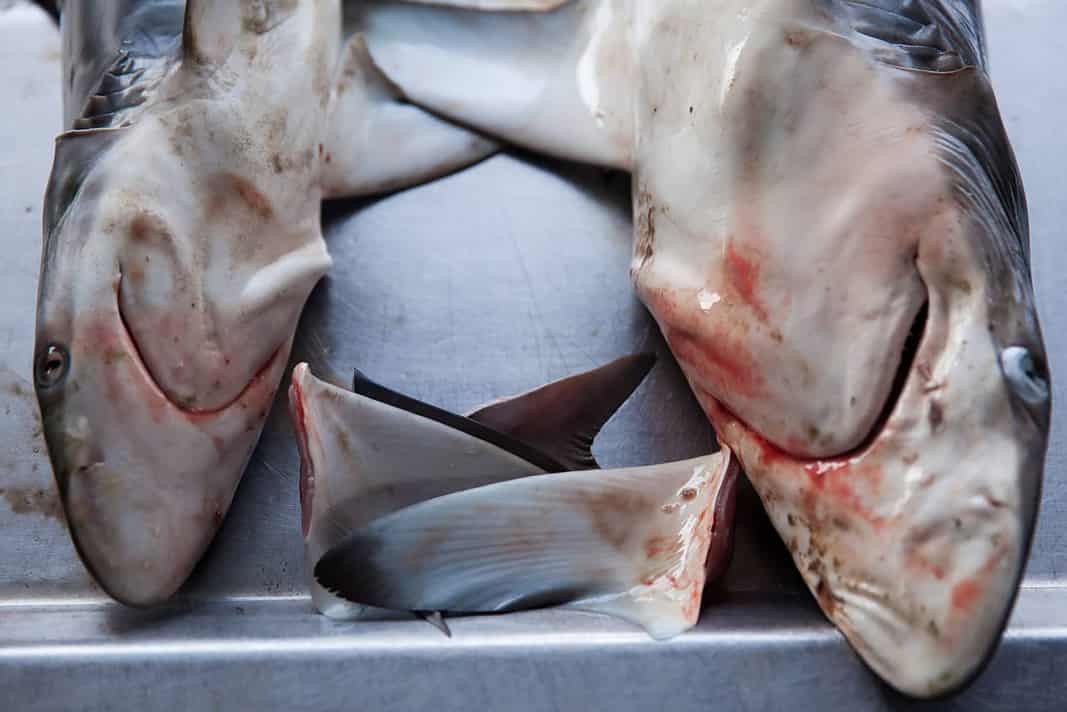 Dead sharks at fish market
