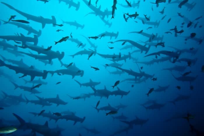 Scalloped Hammerheads are famous while on a Galapagos Liveaboard