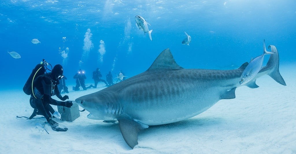 Bahamas Master Liveaboard Tiger Shark (Image credit: Matthew Meier)