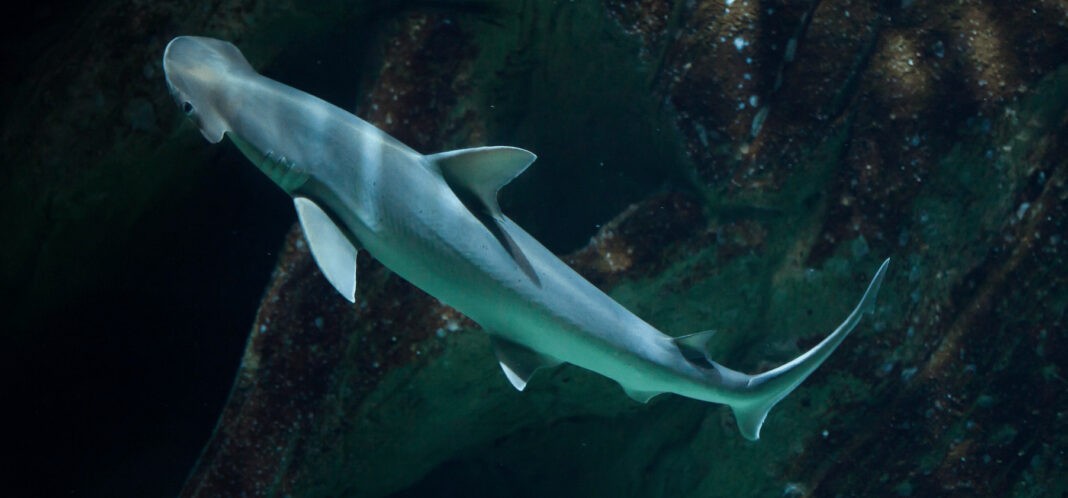 Bonnethead Shark (AdobeStock)