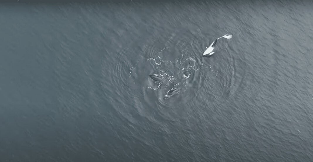 Complex social lives of orcas revealed by drone observation