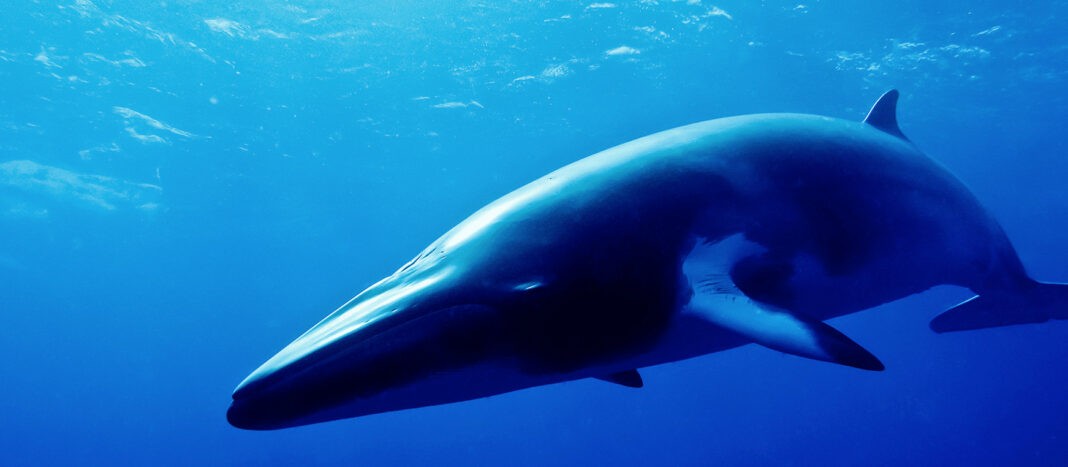Minke Whale (AdobeStock)
