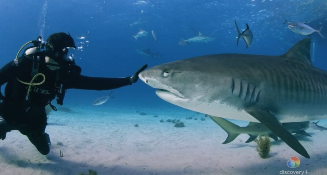 New Shark Fin Trade Documentary To Air Next Week (Image credit: DiscoveryPlus)