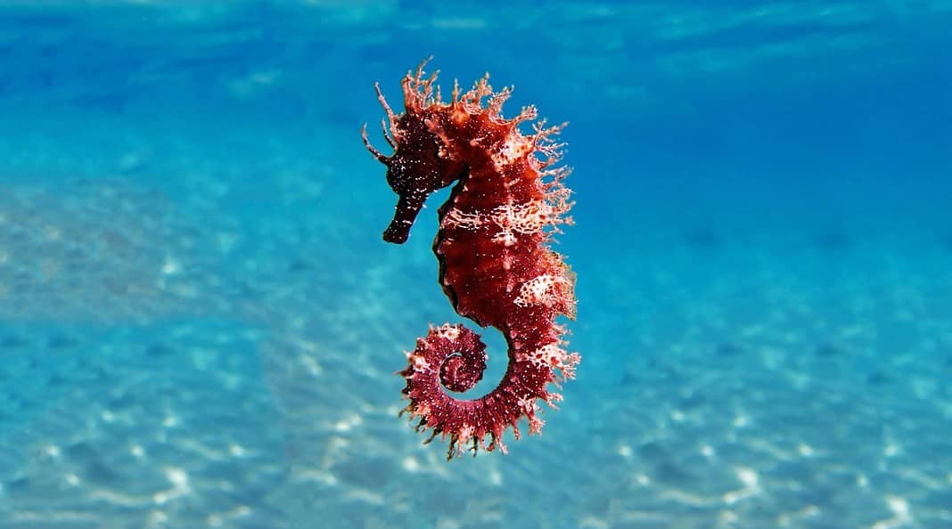 Mediterranean Seahorse - Hippocampus guttulatus (Adobe Stock)