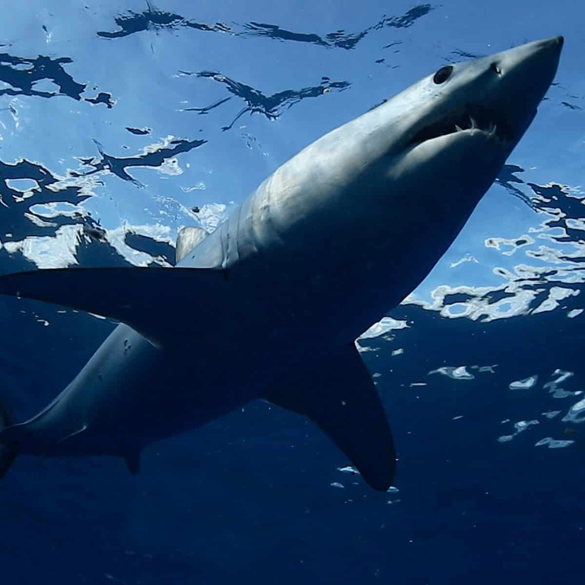 Great Shark Race - Shortfin Mako