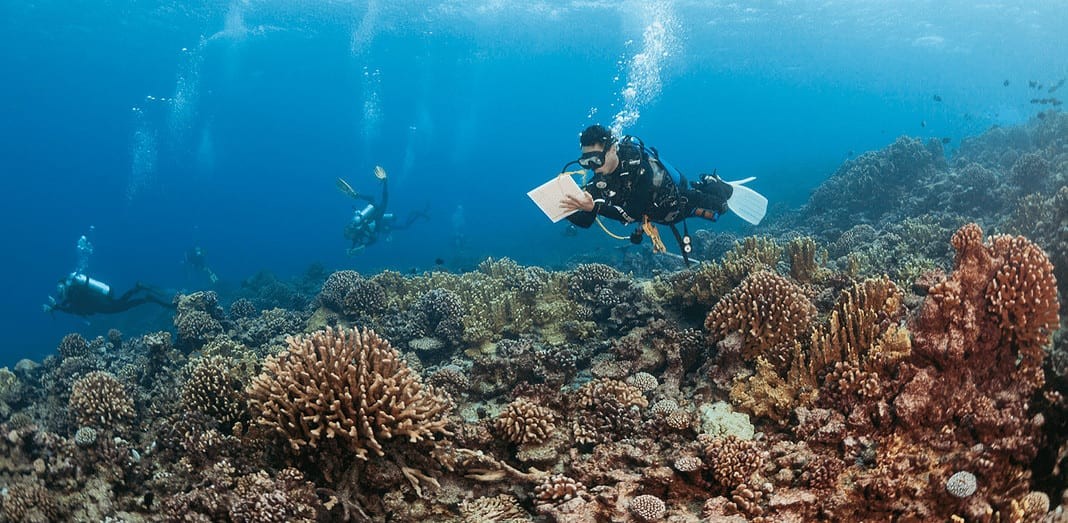 Modelling and Mapping Coral Reef Health and Resiliency (Image credit: Michele Westmorland/iLCP)