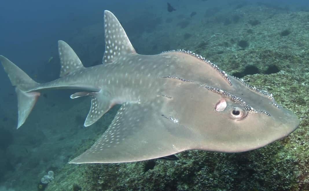 Bowmouth Guitar Shark, Southern Mozambique