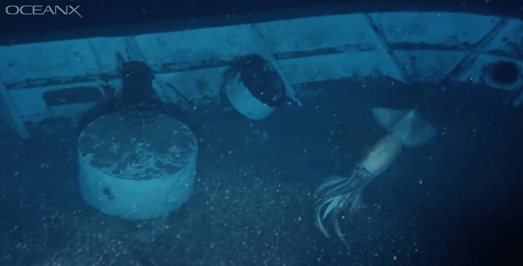 Giant Squid Photobombs OceanX Shipwreck Exploration (Image credit: OceanX)