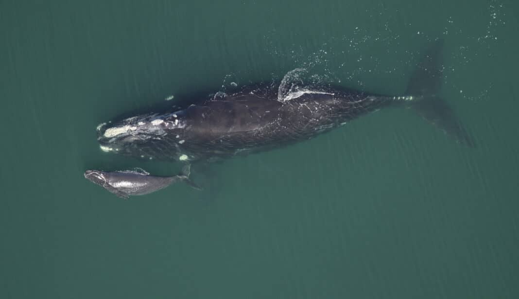 North Atlantic Right Whale and calf