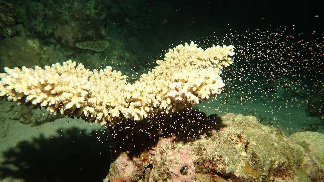 Flynn Reef, Point Break acropora releasing (Image Credit: Gareth Phillips, Reef Teach)