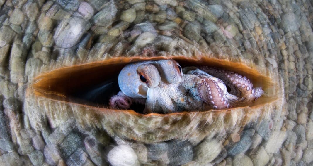 Underwater Closeup Winner (Image credit: Alessandro Grasso)
