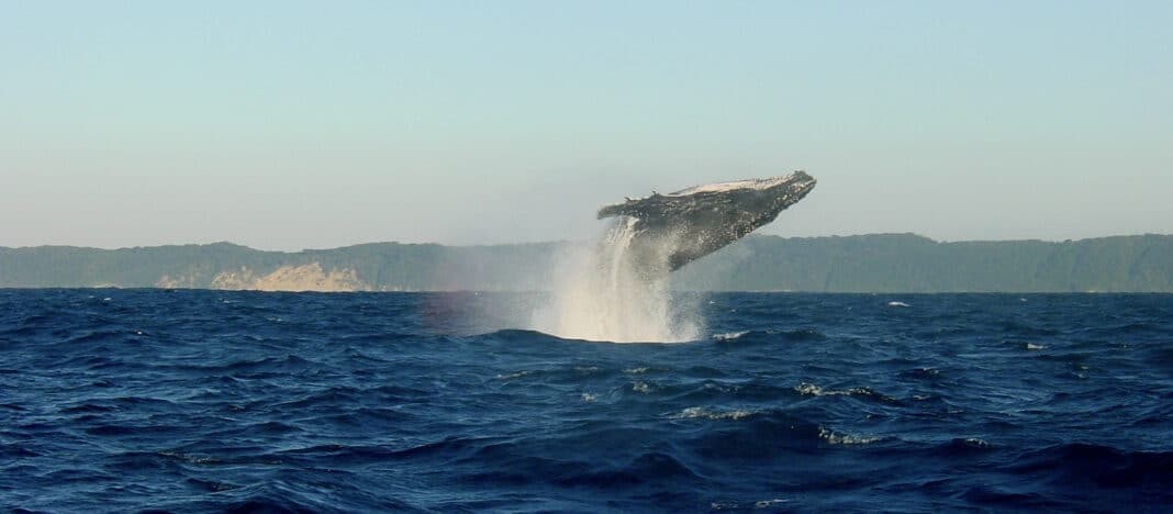 Humpback Whale off Hawaii (Image credit: Pixabay)