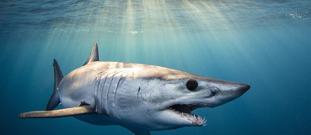 Mako Shark (Image credit: Jacob Brunetti)