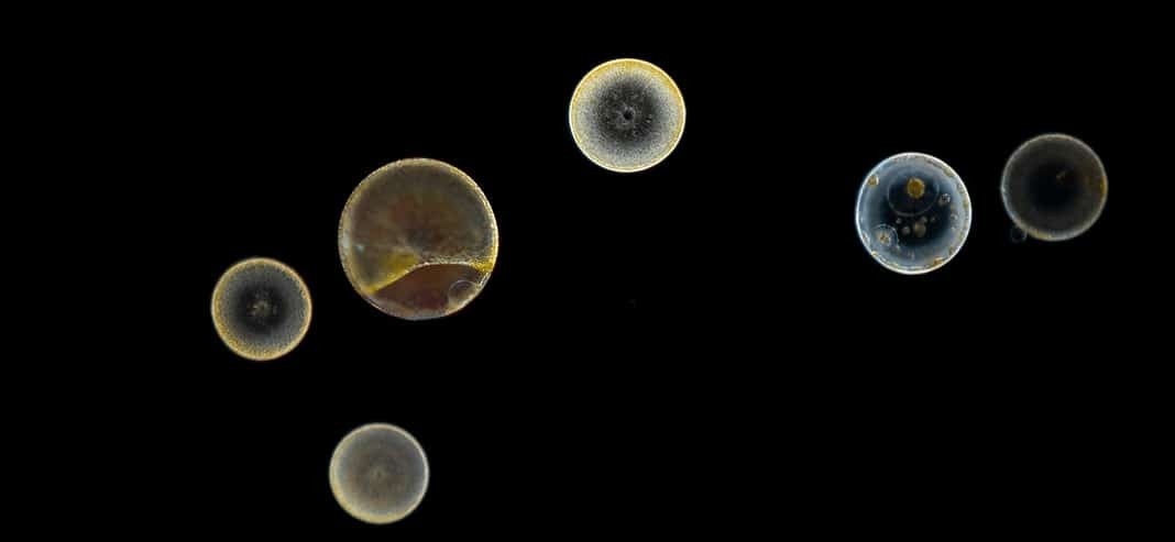Planktonium a stunning look into the microscopic world