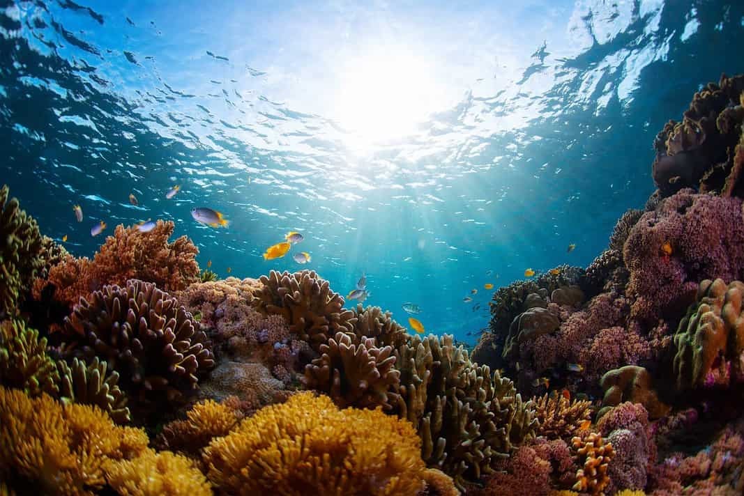 Indonesia Coral Reef (AdobeStock)