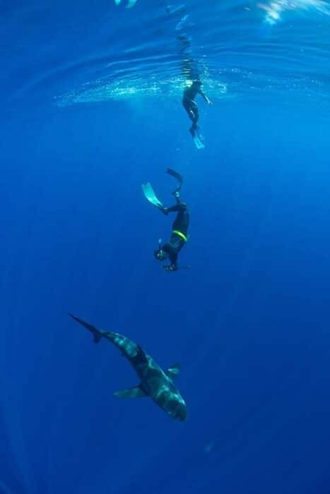 Freedivers diving with silky sharks. Photo by Tobias Bernhard.
