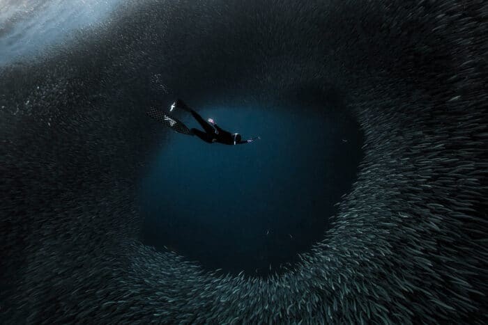 Freediver diving with the sardines of Moalboal in the Philippines. Photo by SaltyMind Freediving.