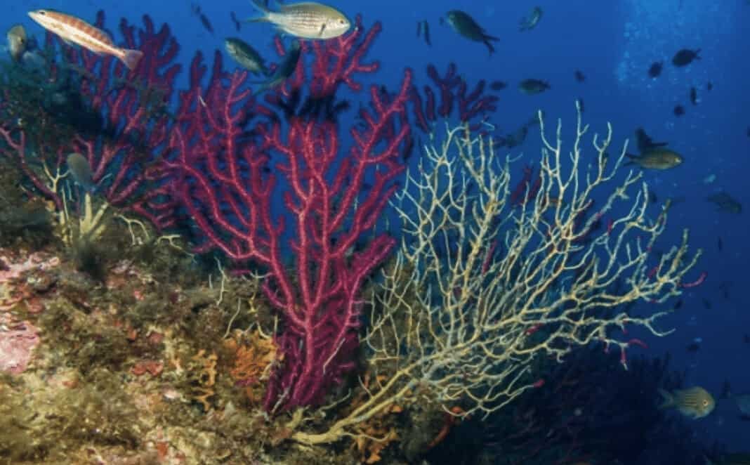 Half-dead Mediterranean Coral (Image credit: Eneko Aspillaga)