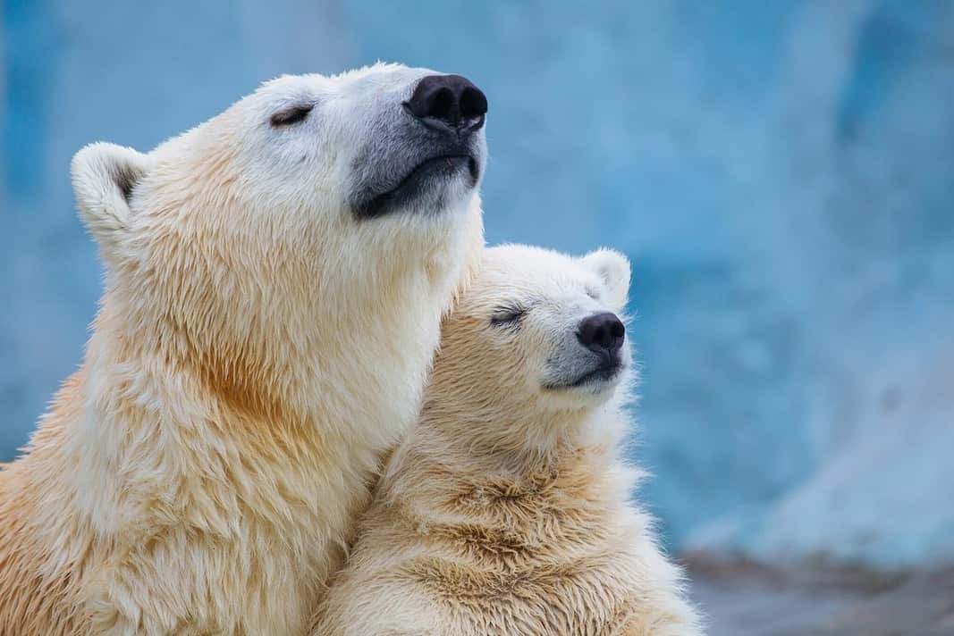 Polar bear with cub (Adobe Stock)