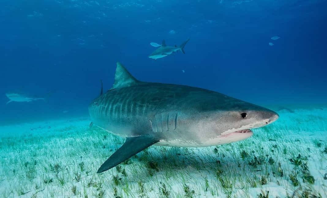 Tiger shark underwater view Grand bahama Bahamas. (AdobeStock)