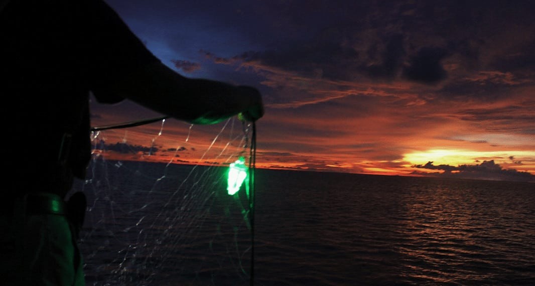 Lighted Nets Help Reduce Unwanted Fish Bycatch (Image credit: NOAA Fisheries)