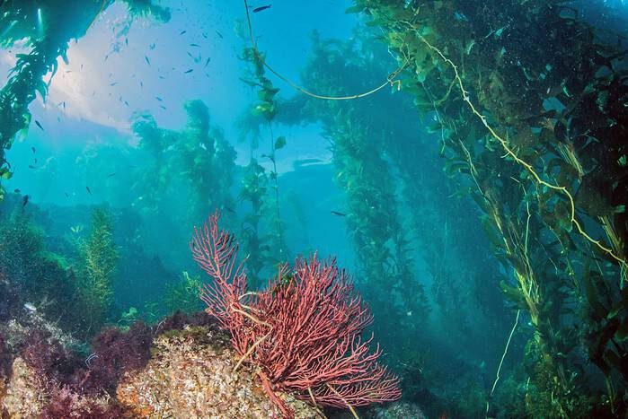 Catalina Island Scuba diving features Giant Kelp 