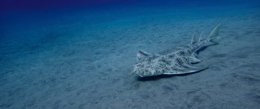 Spectacular Angelsharks while Scuba Diving Spain