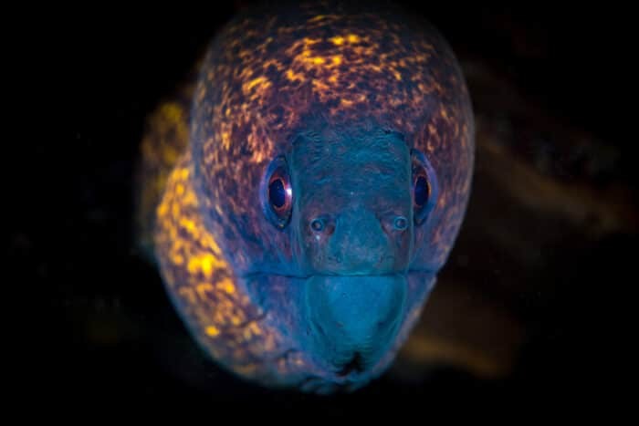 You can see Yellow Margin Moray Eels while Scuba Diving Hawaii