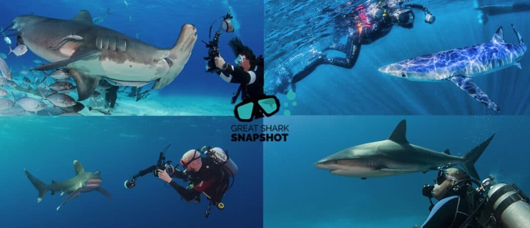 Great Shark Snapshot