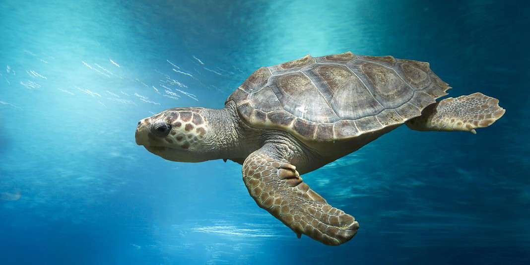 Loggerhead turtle (Adobe Stock)
