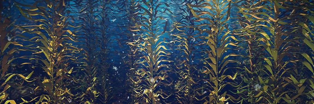 Kelp forest, brown algae seaweed (Adobe Stock)