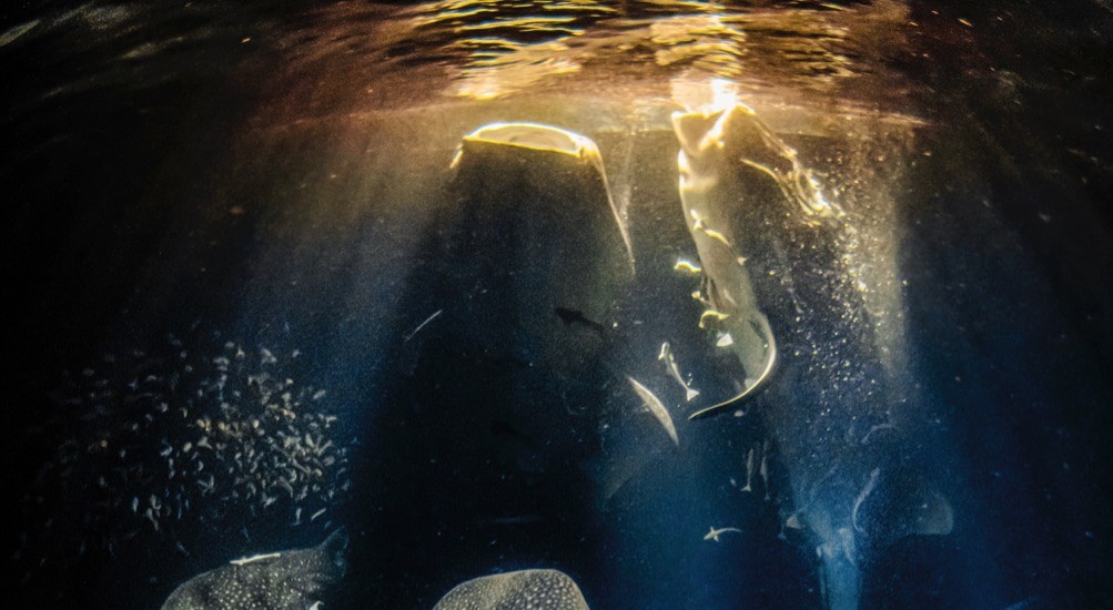Underwater Photographer of the Year 2022 (Image credit: ©Rafael Fernandez/UPY2022)