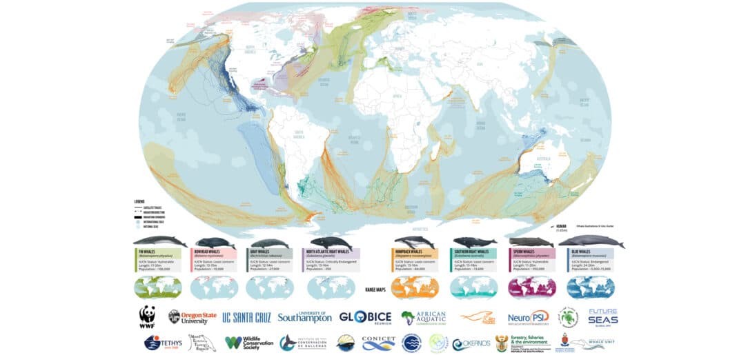 WWF Protecting Blue Corridors Report - World-First Map Exposes Growing Dangers Along Whale Superhighways. — WWF Protecting Whale Highways