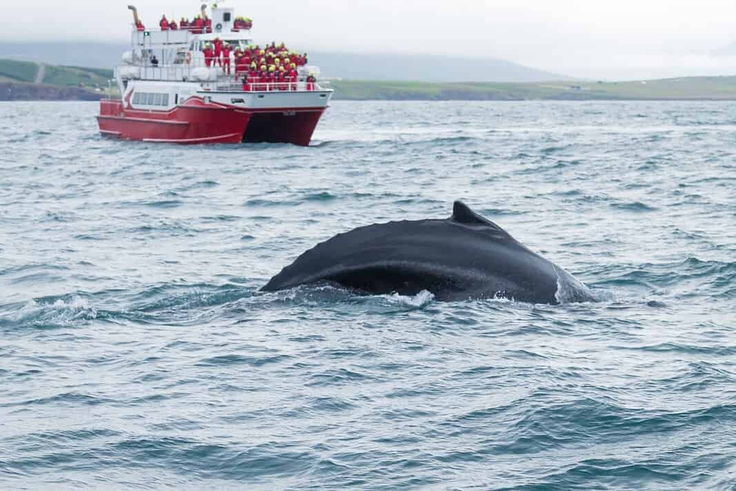 Whale watching from Akureyri, Iceland.