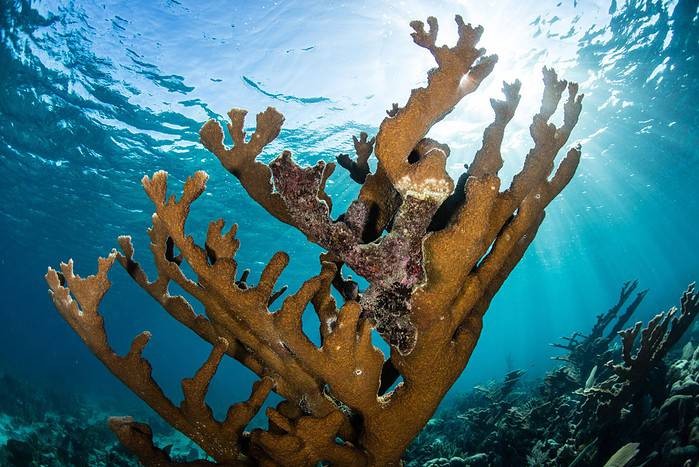 You can see Elkhorn Coral while Scuba Diving Key West