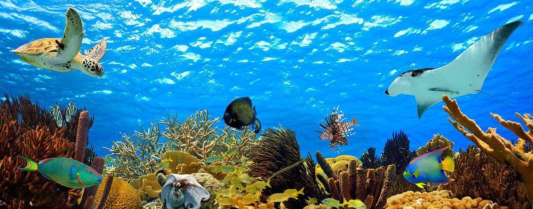 underwater panorama of a tropical reef in the caribbean (Adobe Stock)