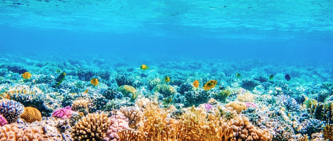 Coral Reef (AdobeStock)