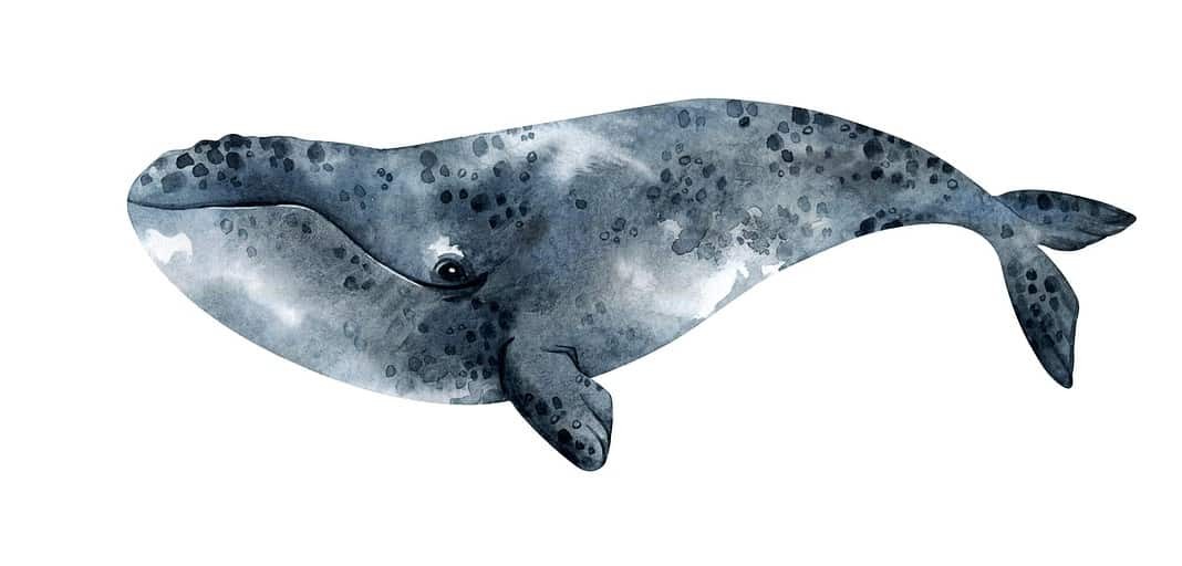 Watercolor of a North Pacific right whale (Adobe Stock)
