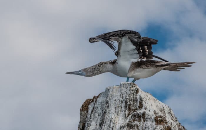 Blue Footed Booby. Photo By Mark B. Hatter
