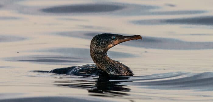 Galapagos Flightless Cormorant. Photo By Mark B. Hatter