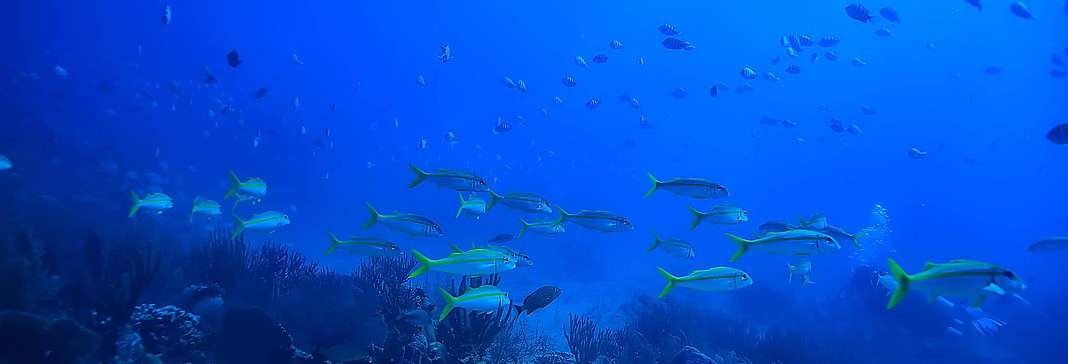 school of fish underwater photo, Gulf of Mexico (AdobeStock)