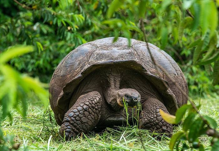 Isla Santa Curz Giant Tortois. Photo By Mark B. Hatter