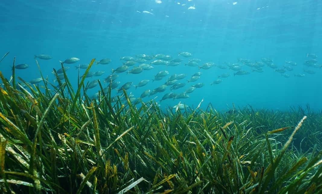 Posidonia oceanica seagrass with school of fish (Adobe Stock)