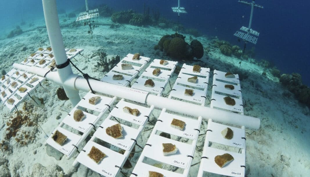 Reef restoration Foundation Bonaire Celebrates 10th Anniversary