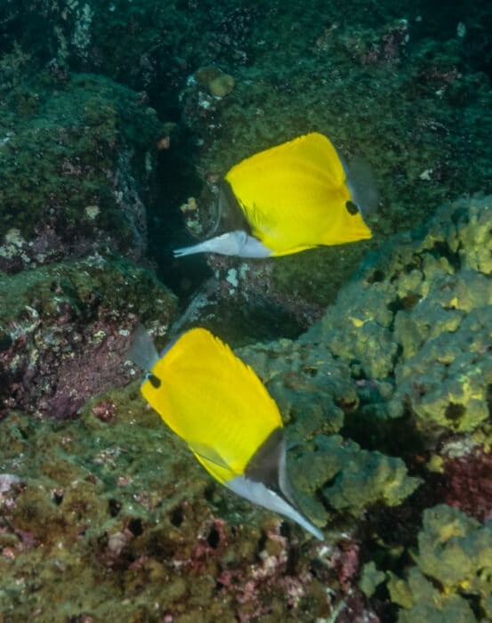 Wolf Island, Long-nose Butterflyfish. Photo By Mark B. Hatter