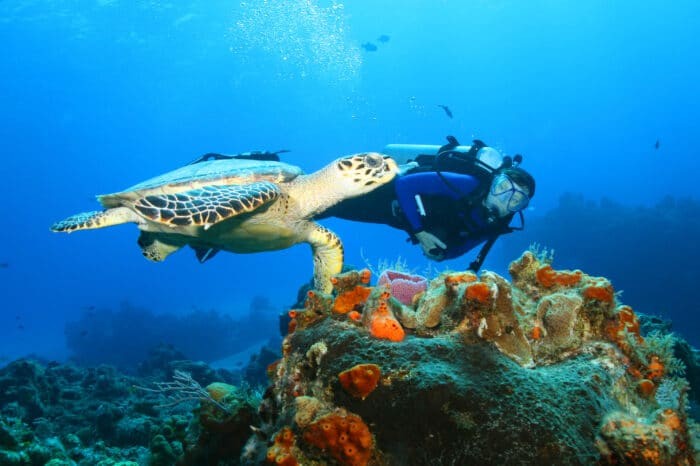 Hawksbill Turtles are common on various dive sites when in Cozumel Scuba Diving