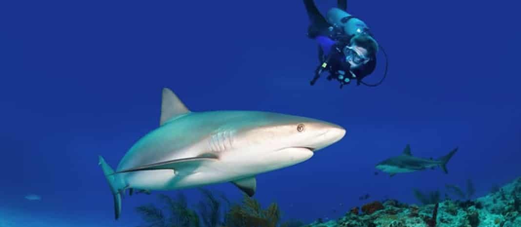 Grand Bahama Dive Week 2022